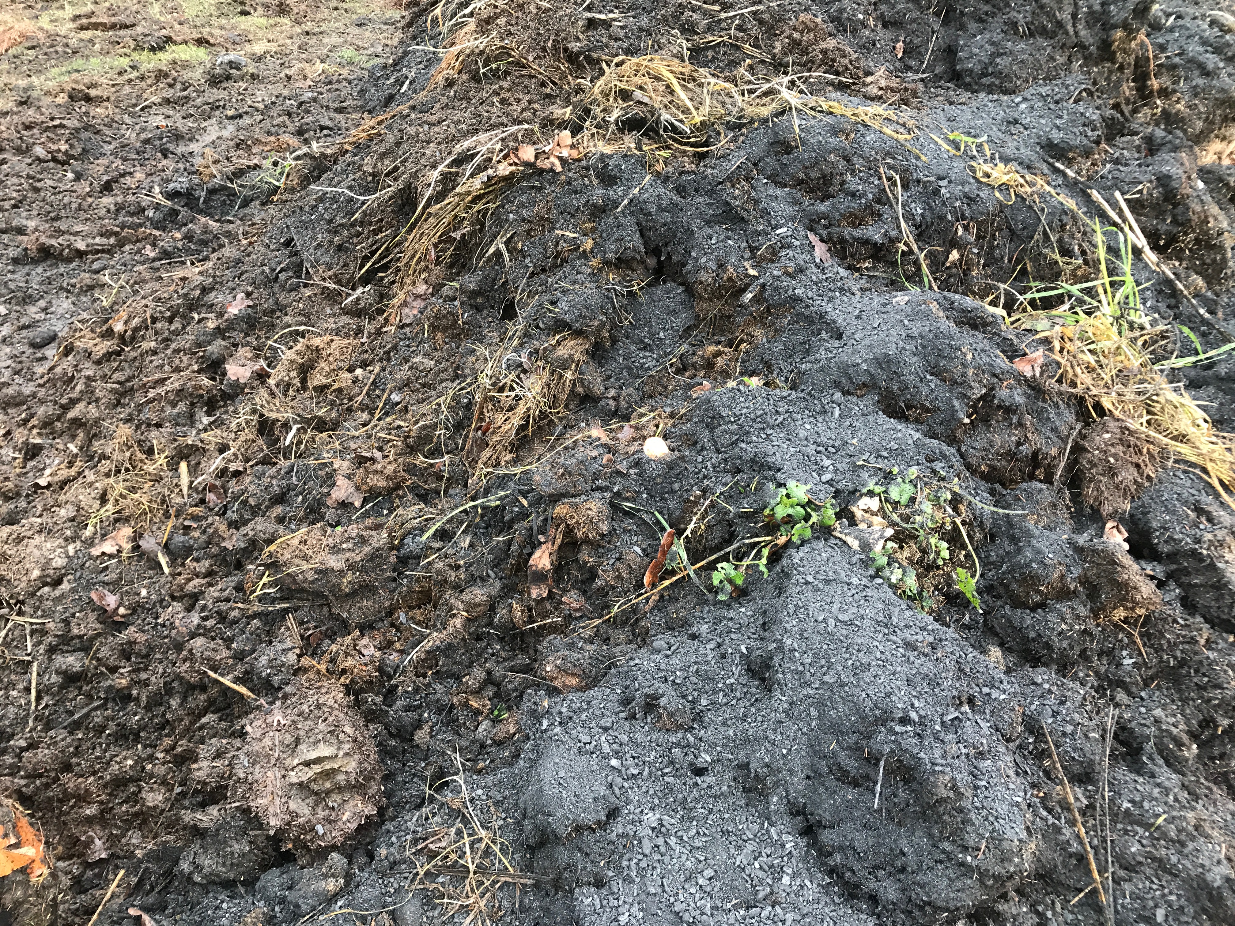 Komposthaufen aus Pferdemist gemischt mit Pflanzenkohle
